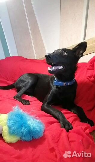 Малорослая собачка в добрые руки