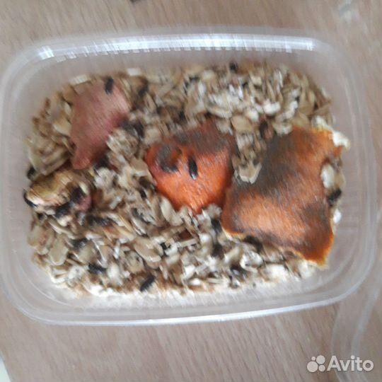 Жуки знахари