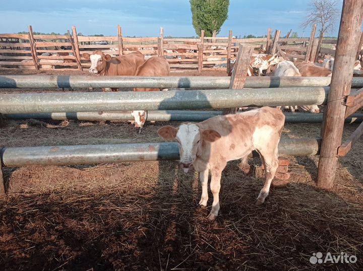 Отдам в хорошие руки бесплатно