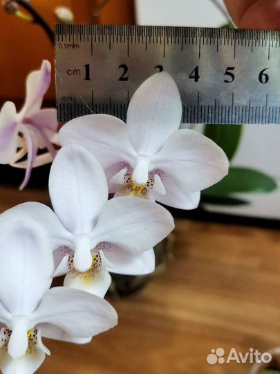 Орхидея фаленопсис детка