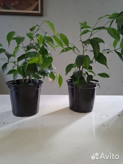 Комнатные растения