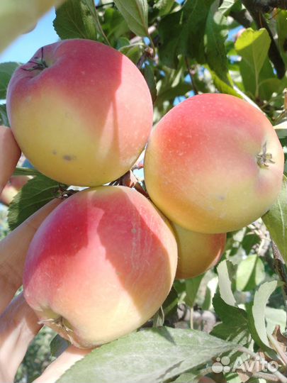 Яблоки сорта: Хани Крисп, Айдаред, Спартан, Гала