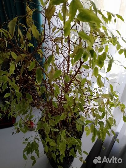 Бенджамина