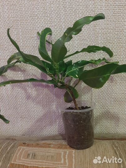 Продам кротоны