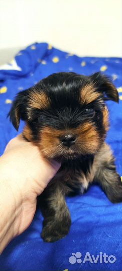 Йоркширский терьер