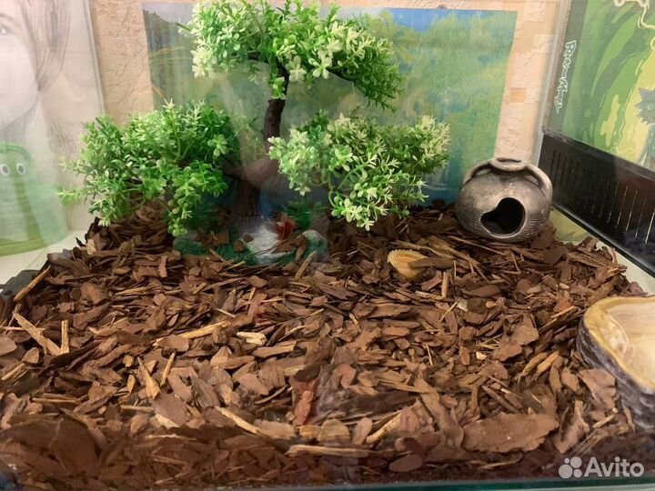 Террариум для рептилий
