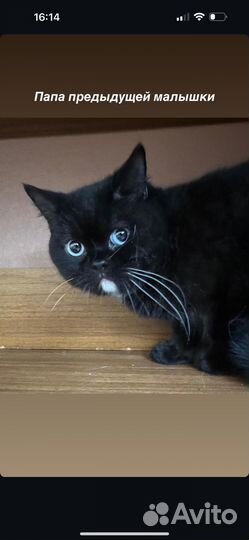 Британские котята черные