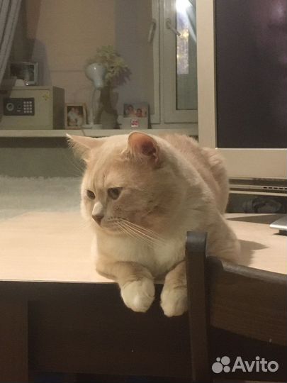 Британские котята