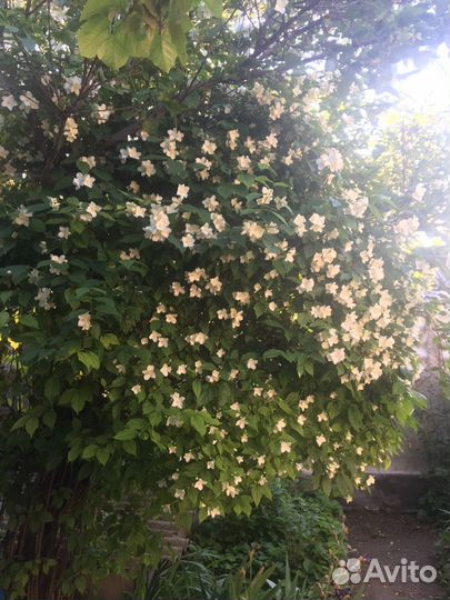 Садовые растения.Жасмин