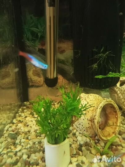 Растения, обмен