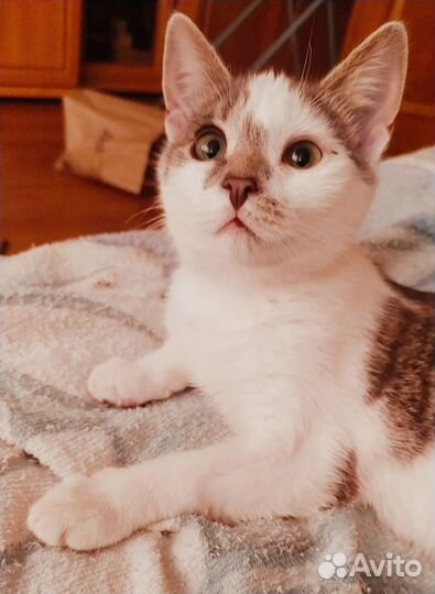 Котенок с зелёными глазами