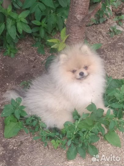 Щенки померанского шпица