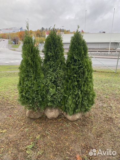 Туя западная Смарагд, крупномер