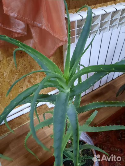 Алоэ столетник