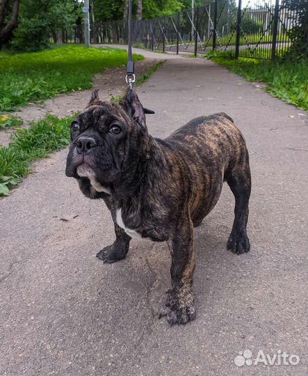 Собаки щенки