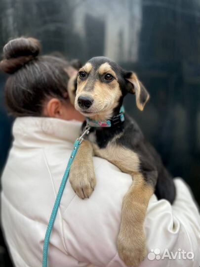 Милый щенок девочка в добрые руки