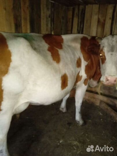 Корова дойная
