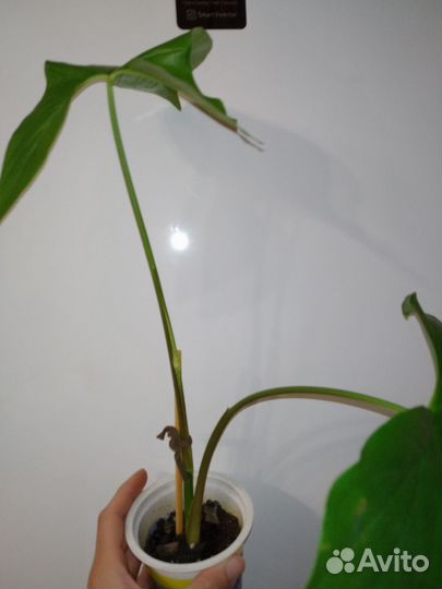 Комнатные растения. Сингониумы,пеперомия и другие