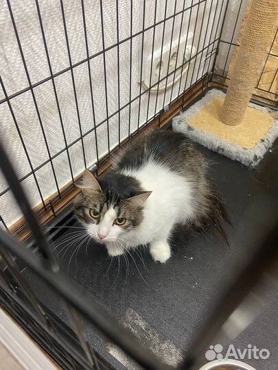 Кошка ищет любящую семью