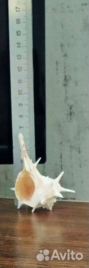Ракушка морская большая