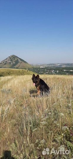 Немецкая овчарка для вязки