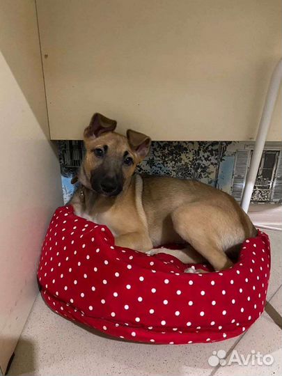 В добрые руки, щенок девочка