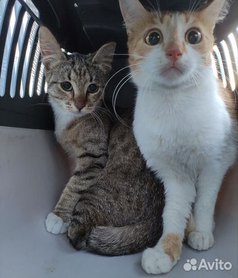 Отлов кошек для стерилизации и пристройства