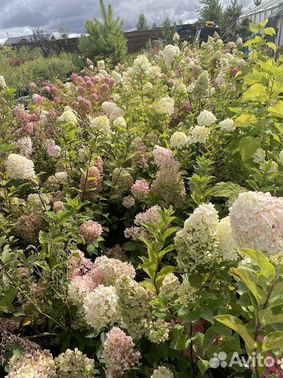 Садовые растения