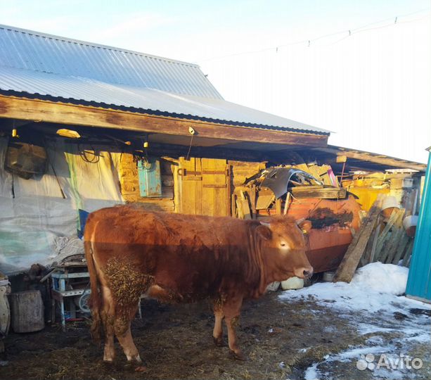 Телки стельные