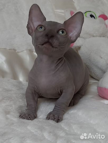 Очаровашка