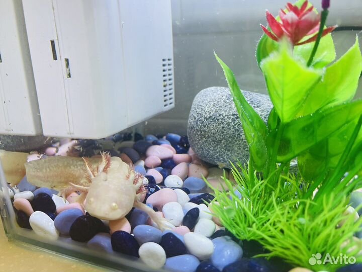 Аксолотль с аквариумом