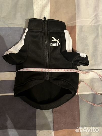 Костюм для собаки