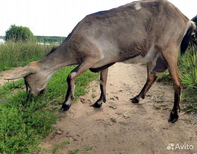 Дойные козы