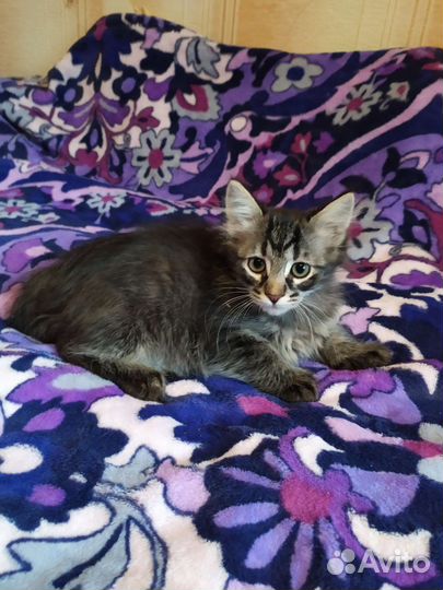 Котодевочка в хорошие руки