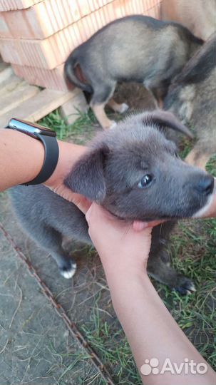 Щенки