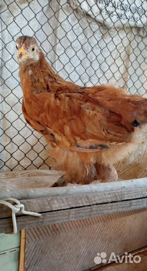 Цыплёнок кохинхина, брамы , в штанишках