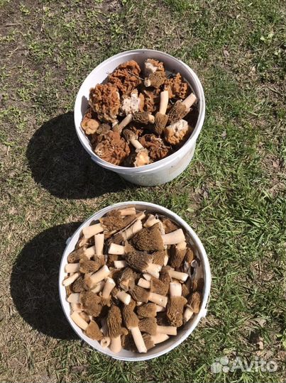 Грибы сморчки и строчки