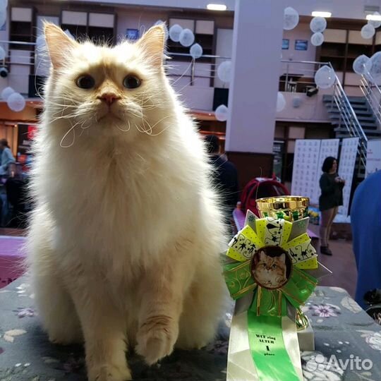 Эксклюзивные сибиряки