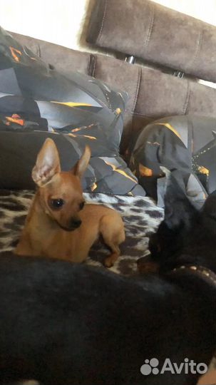 Супер мини тойчики