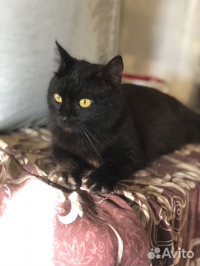 Ласковый нежный котик