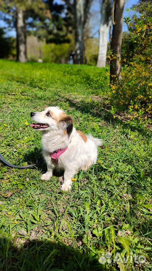 Собака в добрые ответственные руки