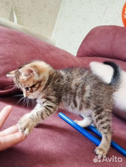 Отдам вислоухого котенка в хорошие руки