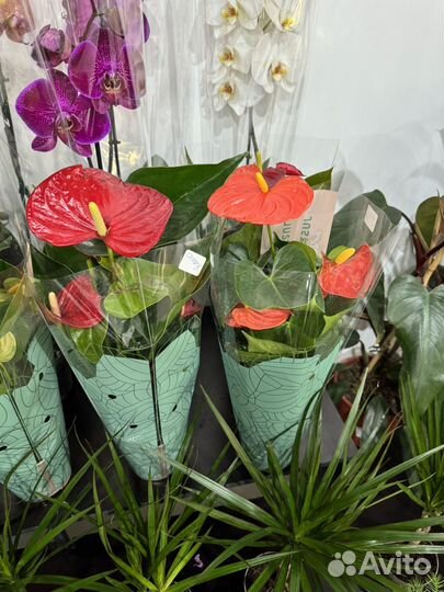 Комнатные растения.антуриум