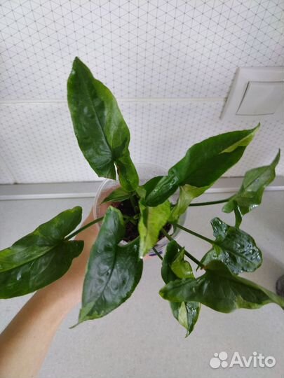 Набор сингониумов для начинающих любителей сингов