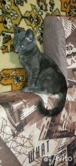 Котята ищут дом