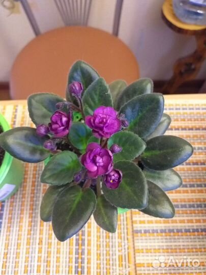 Фиалка сортовая