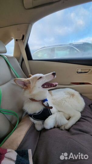 Ронна, молодая девочка подросток в дар, ищет дом