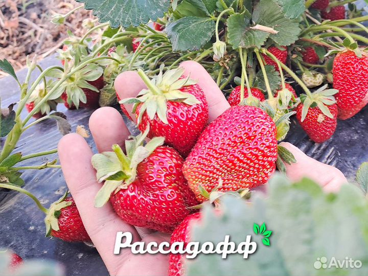 Рассада клубники. Опт от 64 шт