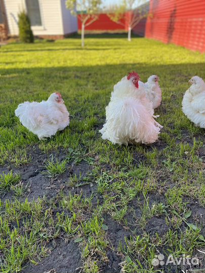 Инкубационное яйцо карликового кохинхина