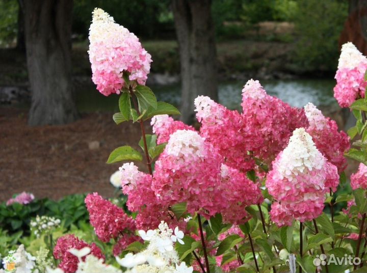 Гортензия многолетняя питомник Чита